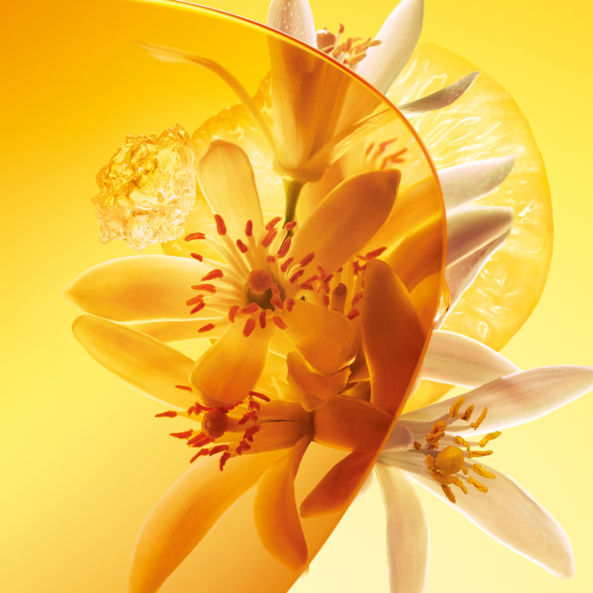 Sun Song - Perfumes and Beauty - Collections | LOUIS VUITTON ®